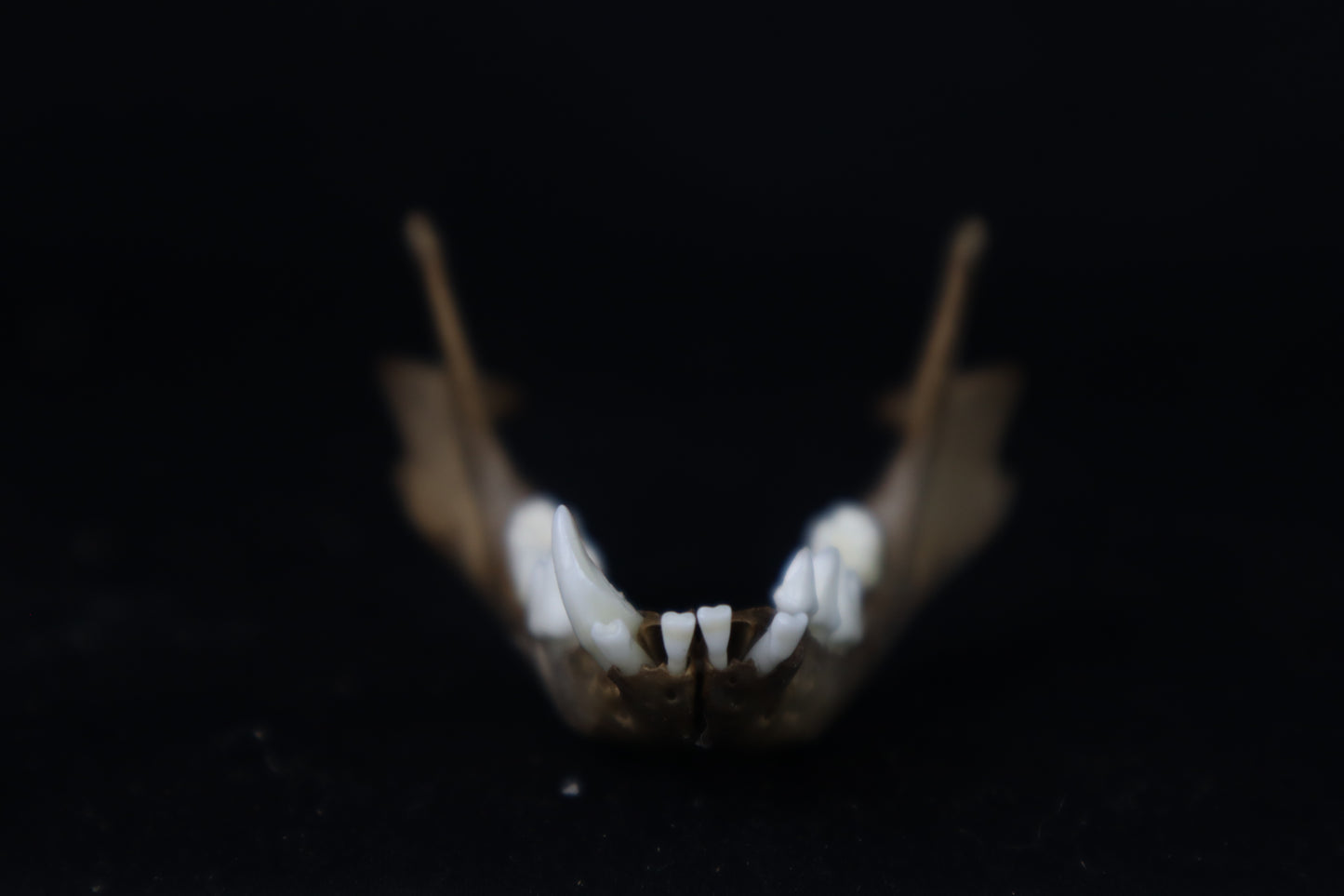 Fyri Stained Raccoon Mandible