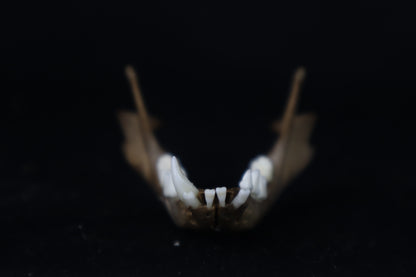 Fyri Stained Raccoon Mandible
