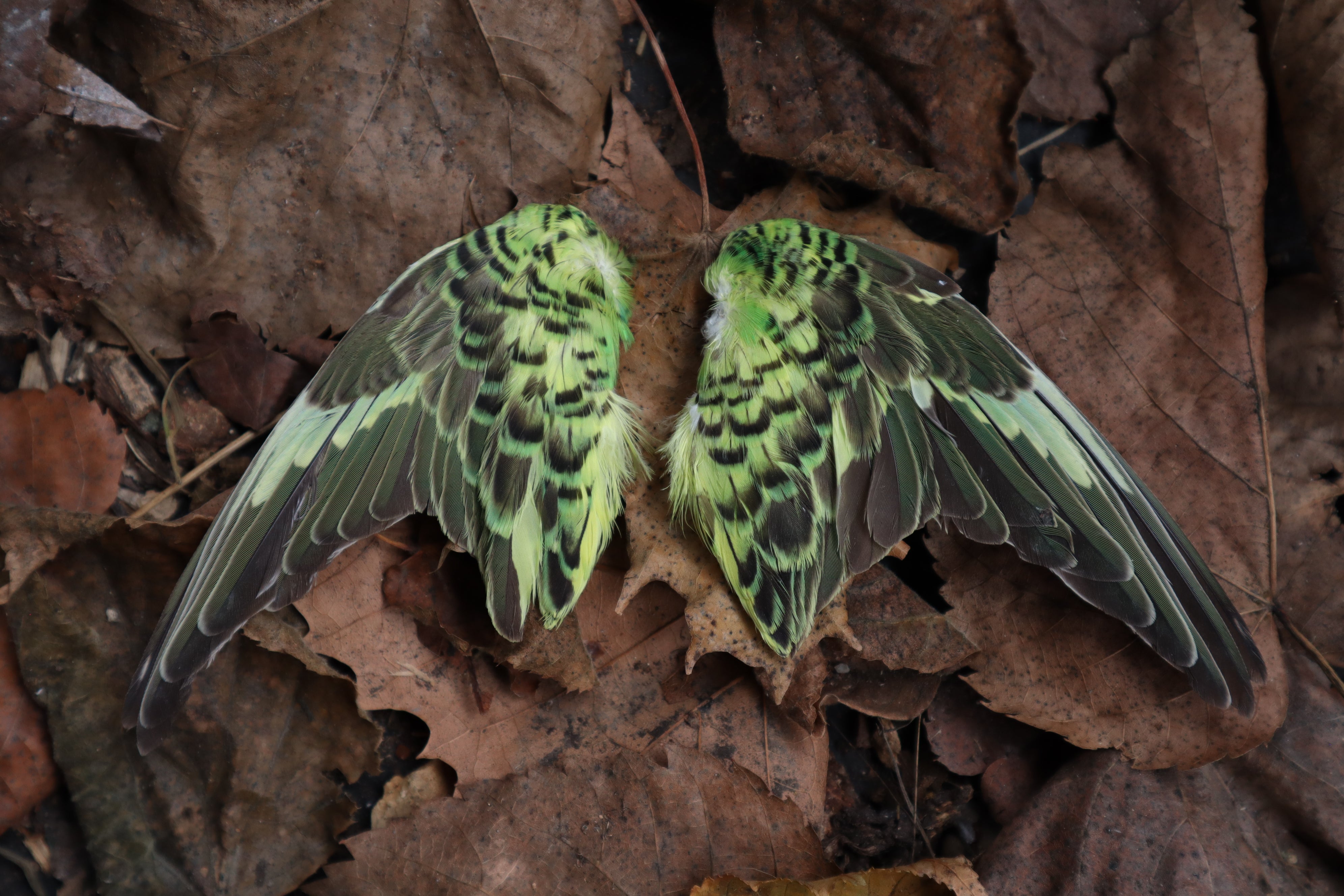 Dry Preserved Parakeet Wings – Freyja's Forest