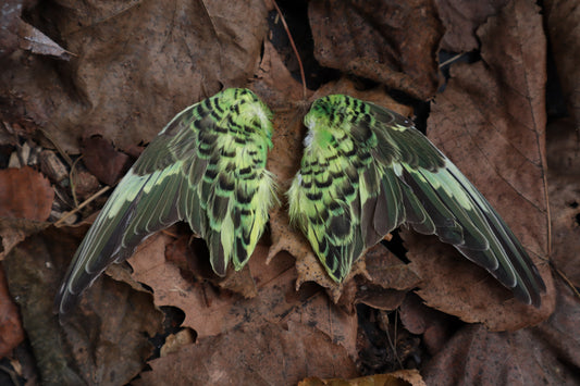 Dry Preserved Parakeet Wings