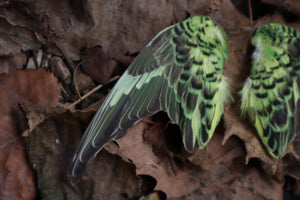 Dry Preserved Parakeet Wings