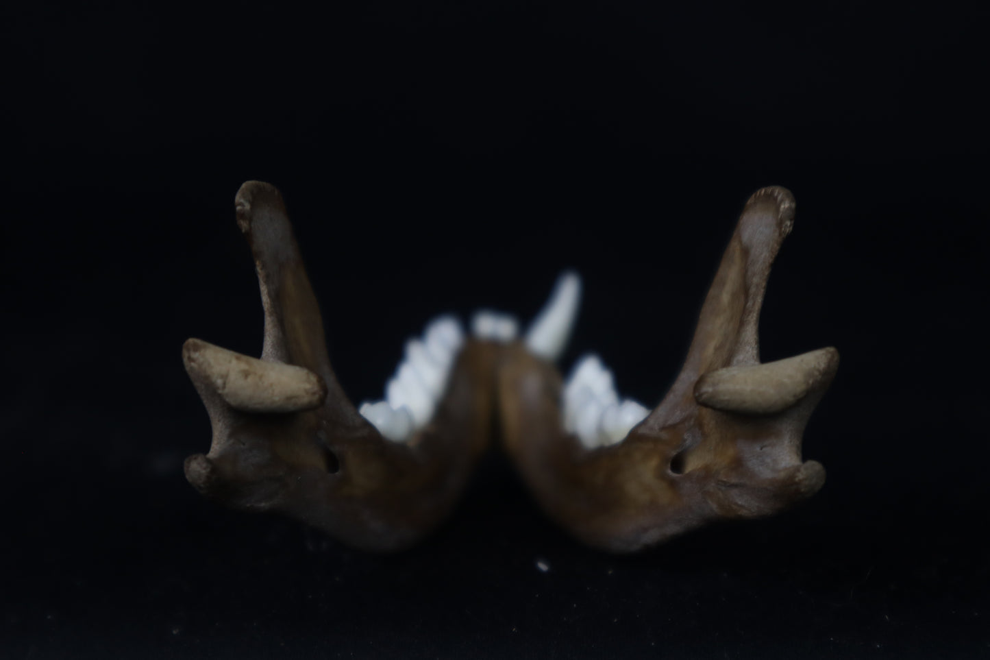 Fyri Stained Raccoon Mandible
