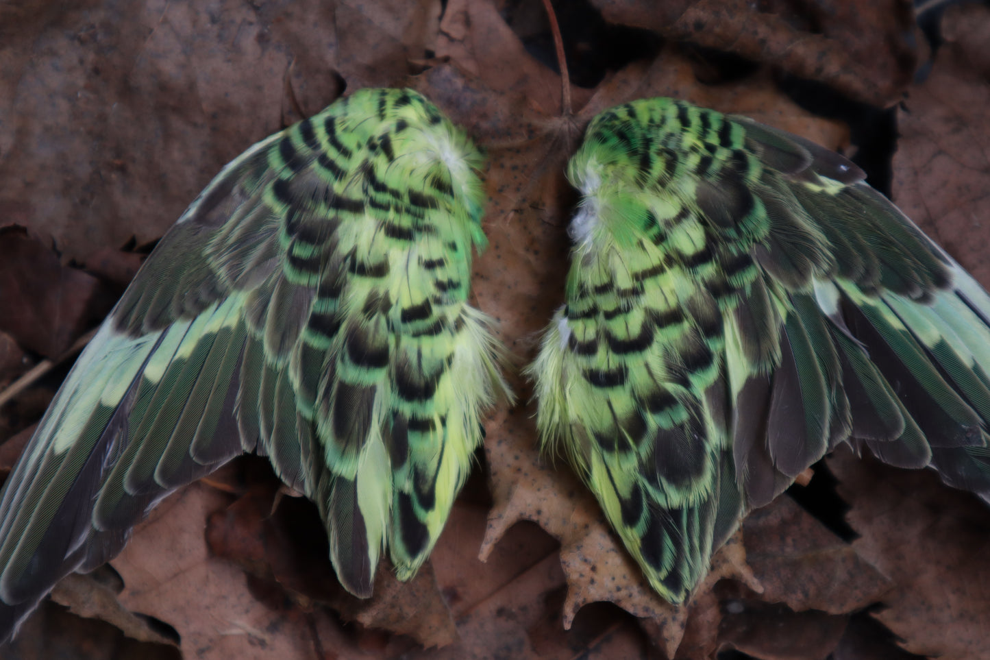 Dry Preserved Parakeet Wings