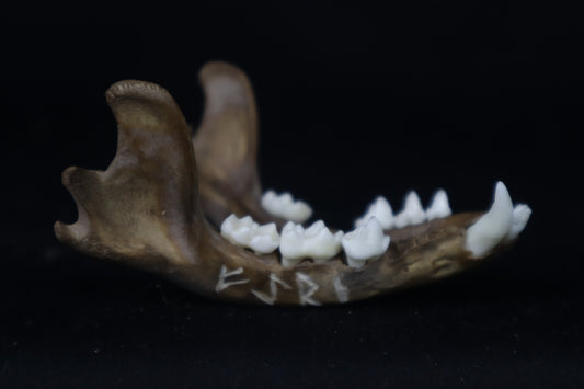 Fyri Stained Raccoon Mandible