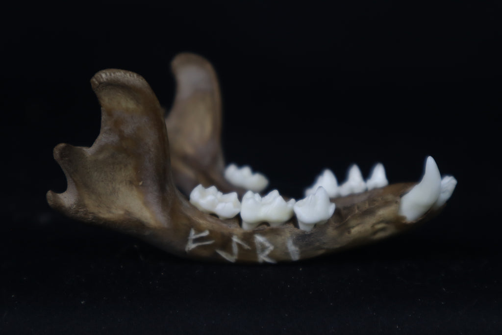 Fyri Stained Raccoon Mandible