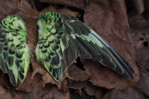 Dry Preserved Parakeet Wings