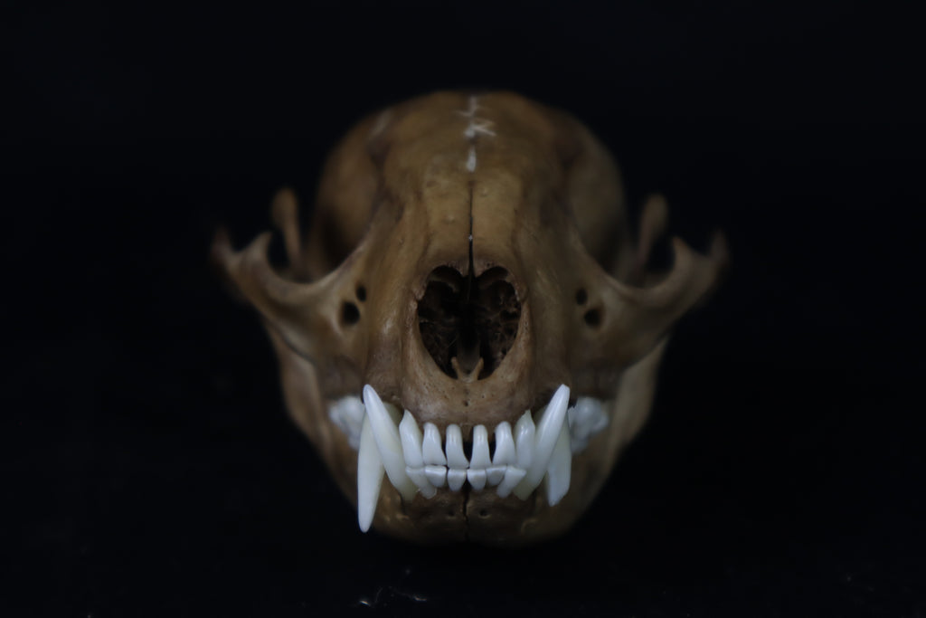 Fyri Stained Raccoon Skull