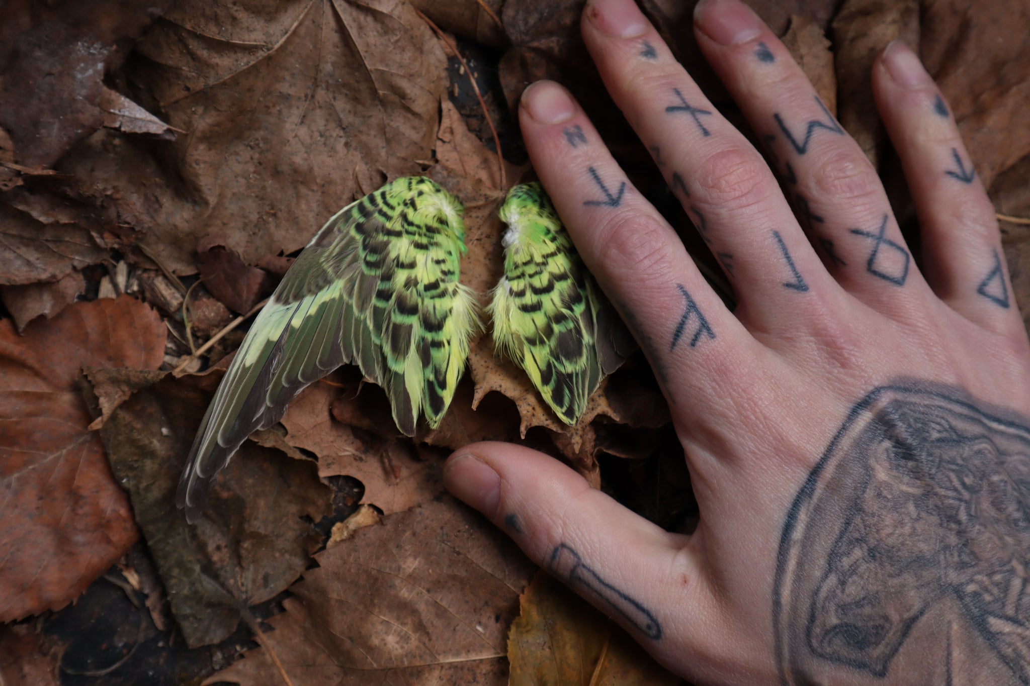 Dry Preserved Parakeet Wings