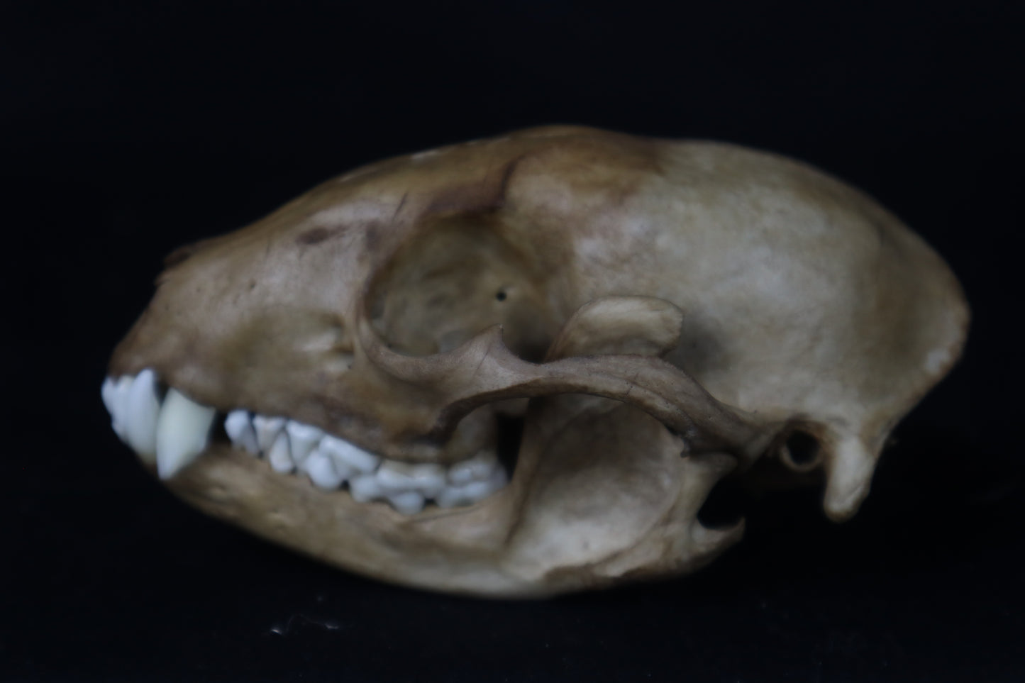 Fyri Stained Raccoon Skull