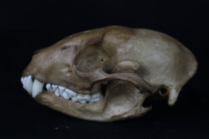 Fyri Stained Raccoon Skull