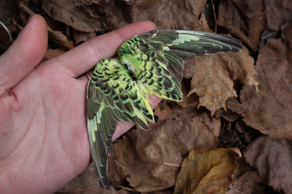 Dry Preserved Parakeet Wings