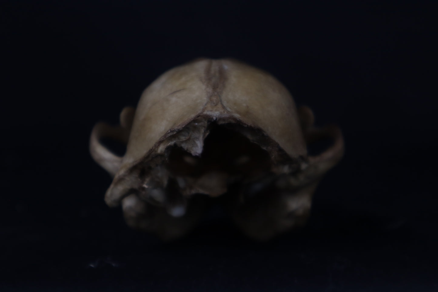 Fyri Stained Raccoon Skull