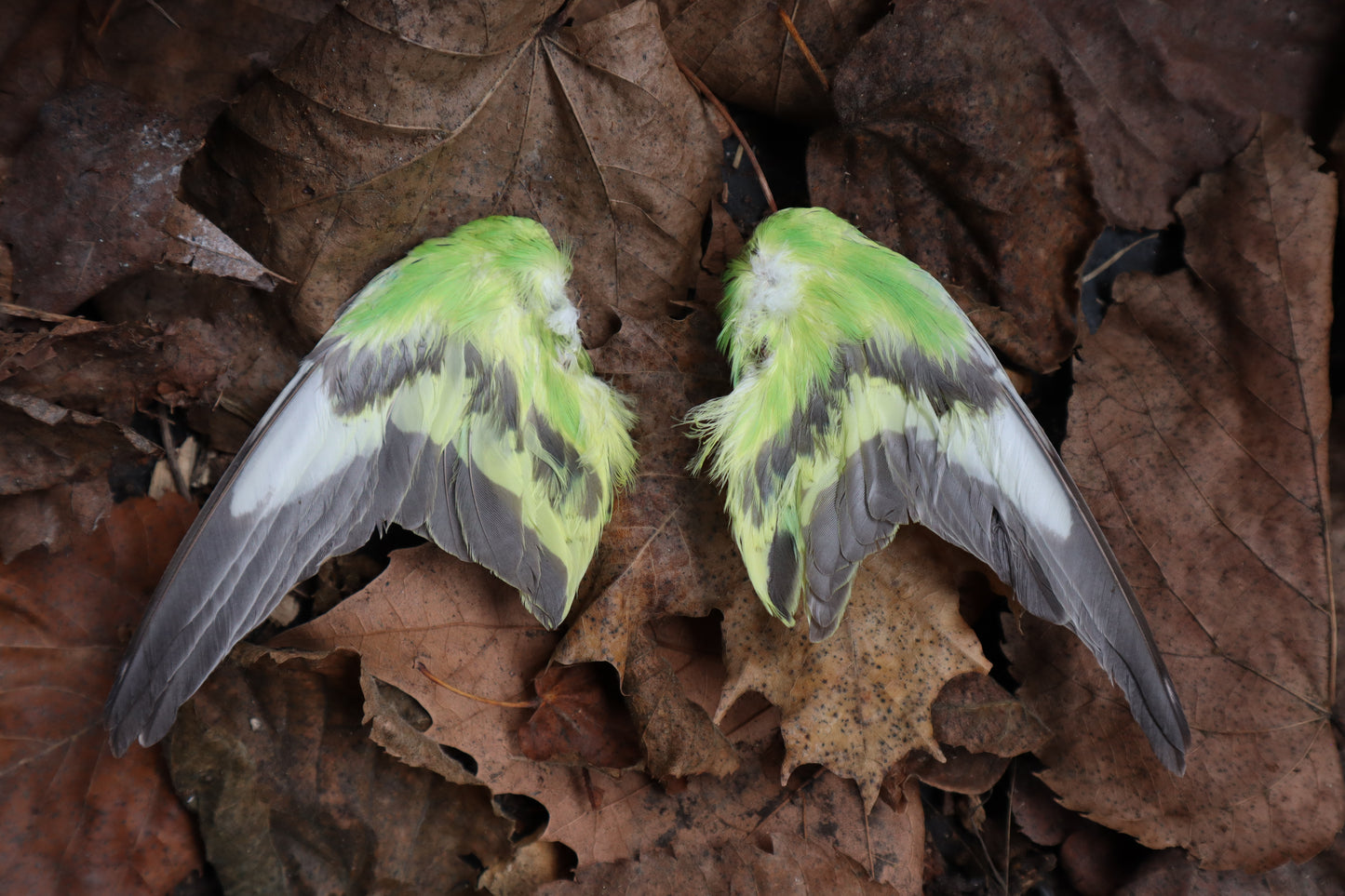 Dry Preserved Parakeet Wings