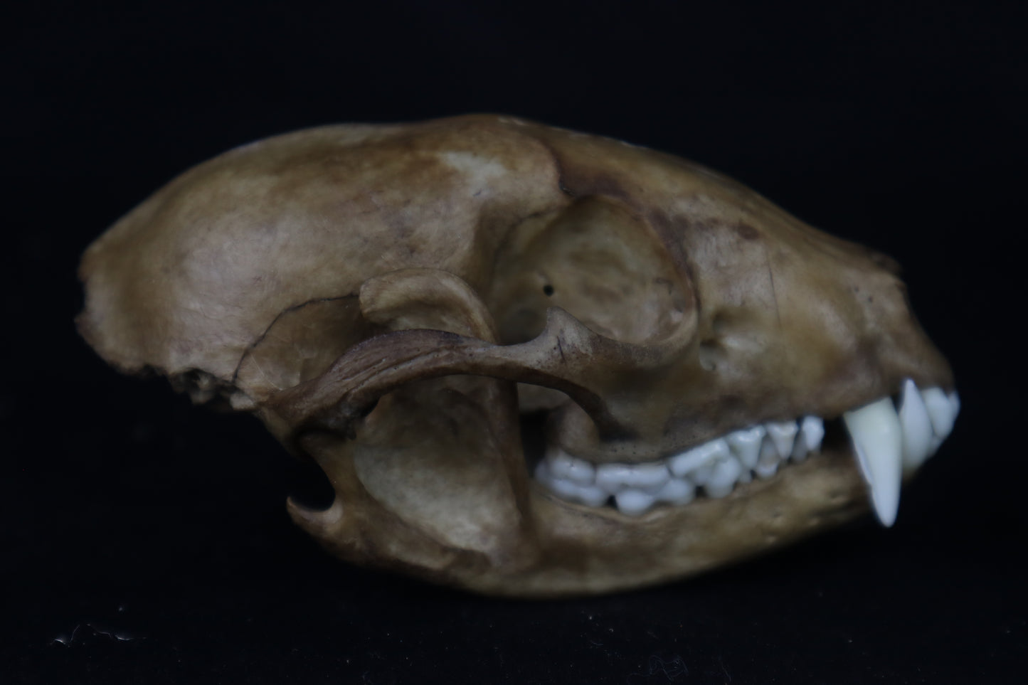 Fyri Stained Raccoon Skull