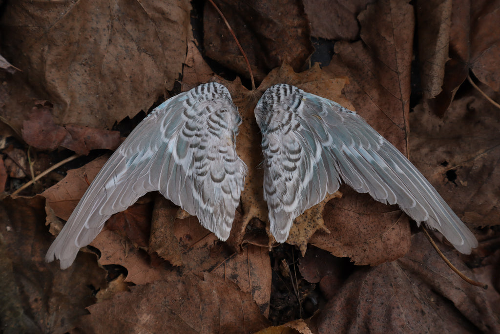 Dry Preserved Parakeet Wings