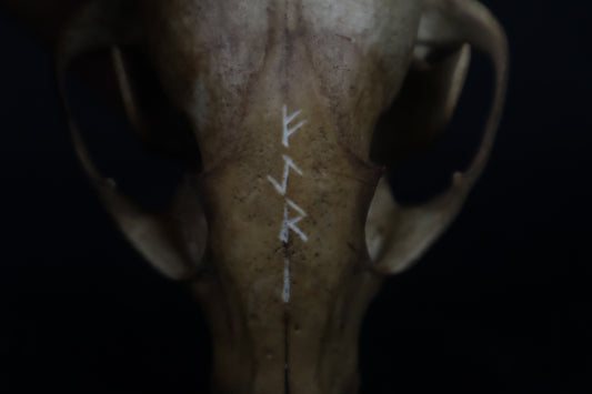 Fyri Stained Raccoon Skull