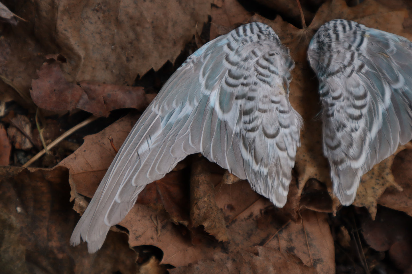 Dry Preserved Parakeet Wings