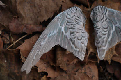 Dry Preserved Parakeet Wings