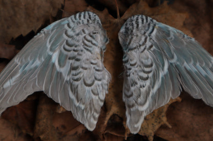 Dry Preserved Parakeet Wings