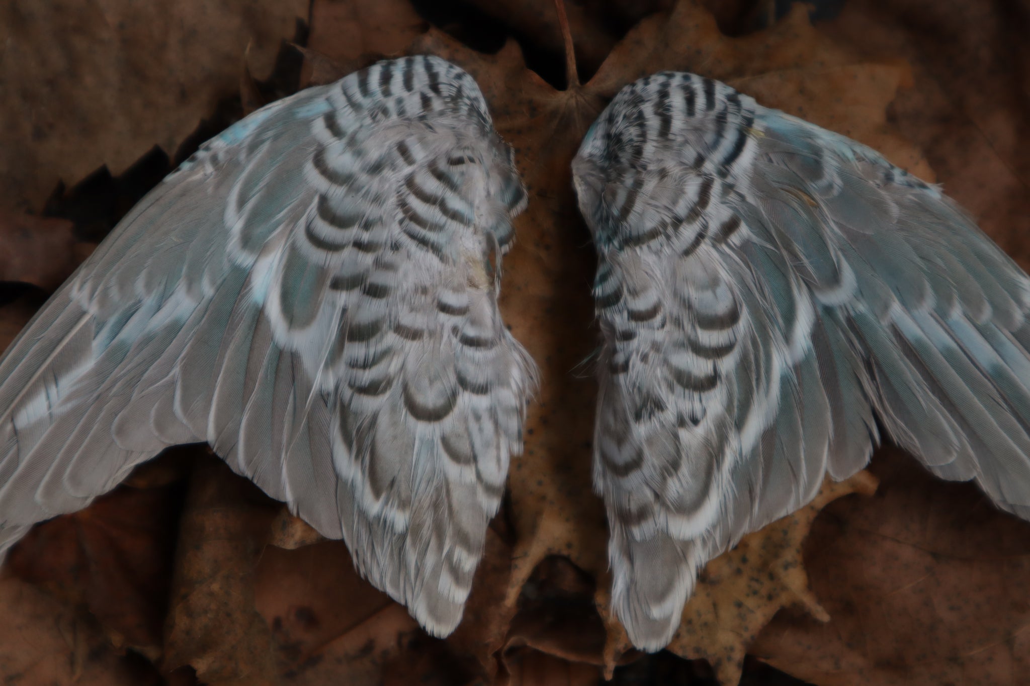 Dry Preserved Parakeet Wings