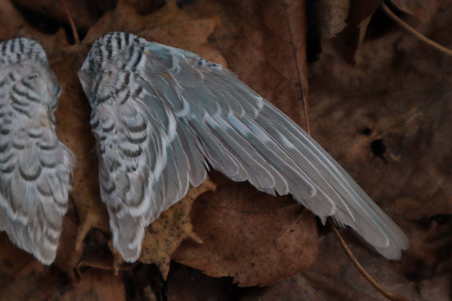 Dry Preserved Parakeet Wings
