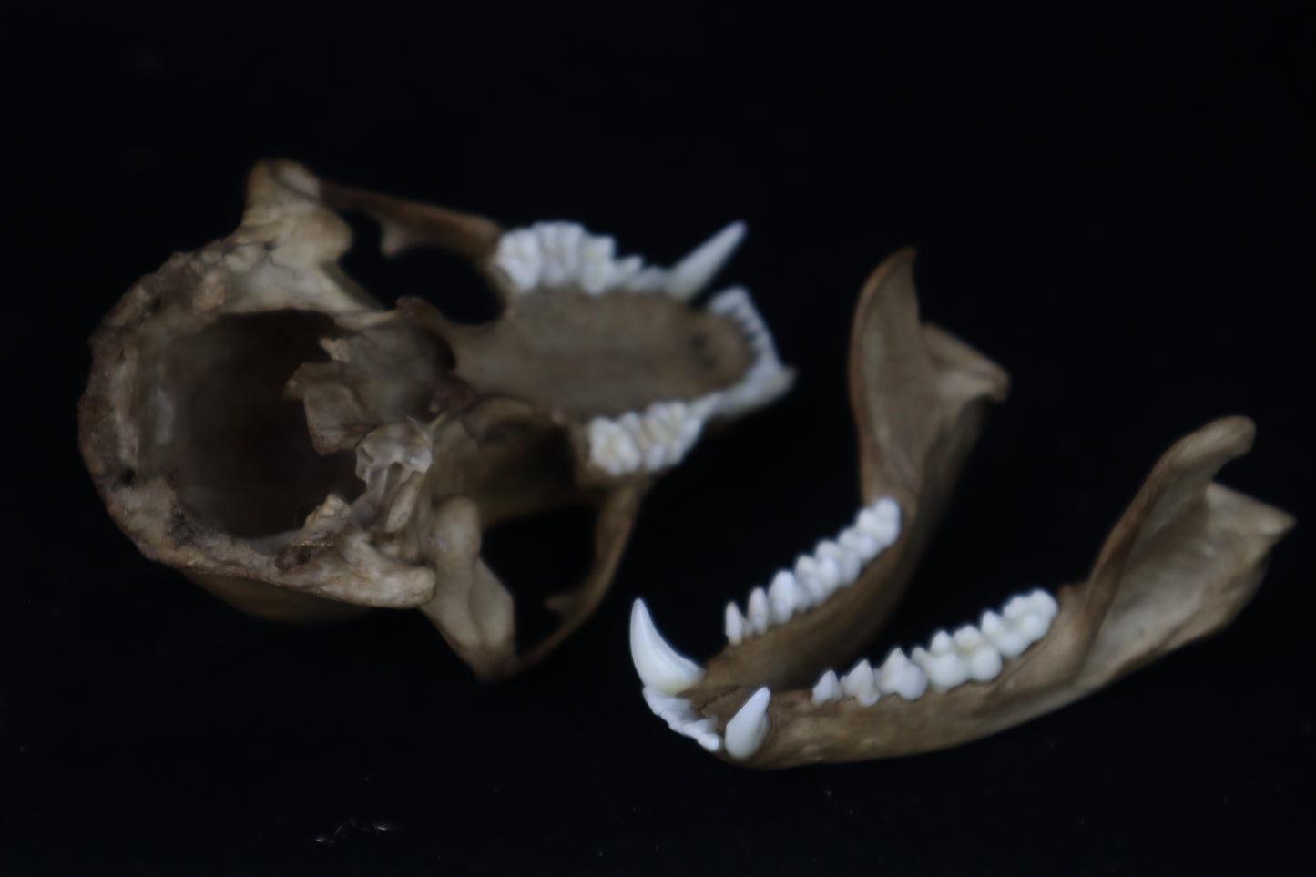 Fyri Stained Raccoon Skull