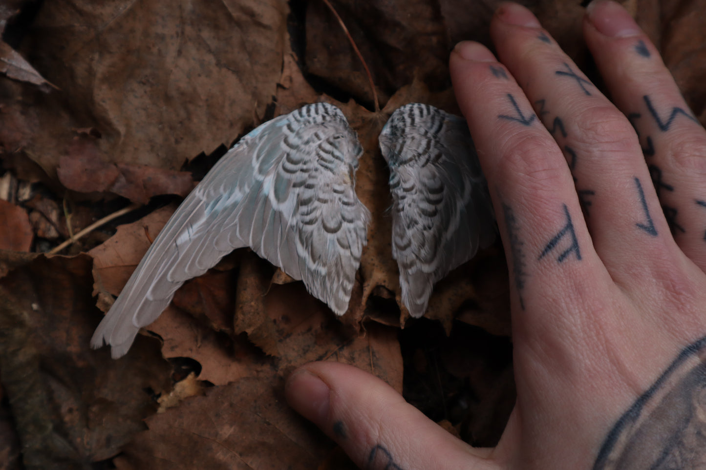 Dry Preserved Parakeet Wings