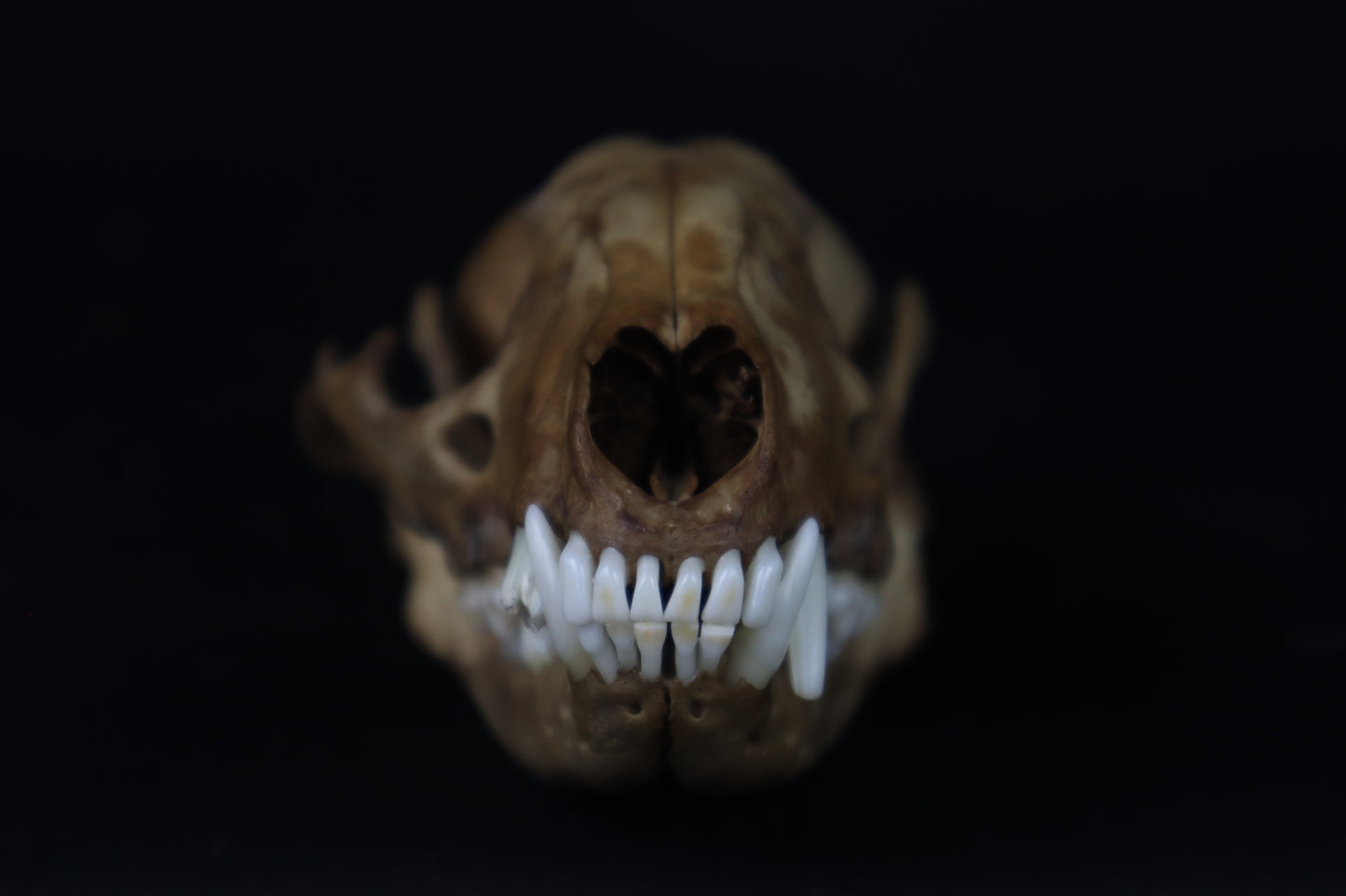 Fyri Stained Raccoon Skull