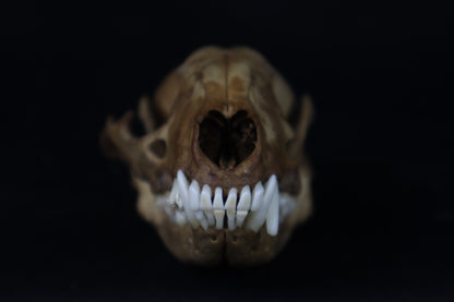 Fyri Stained Raccoon Skull