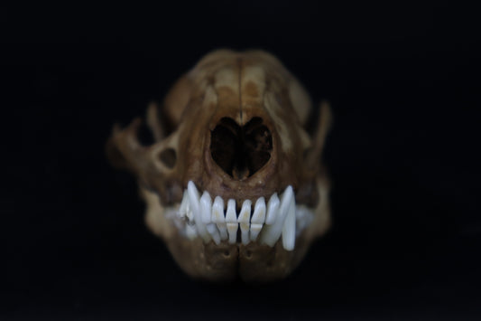 Fyri Stained Raccoon Skull