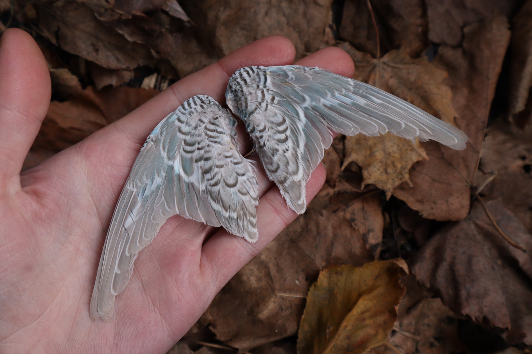 Dry Preserved Parakeet Wings