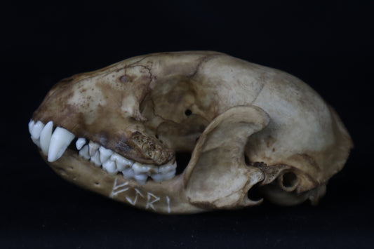 Fyri Stained Raccoon Skull