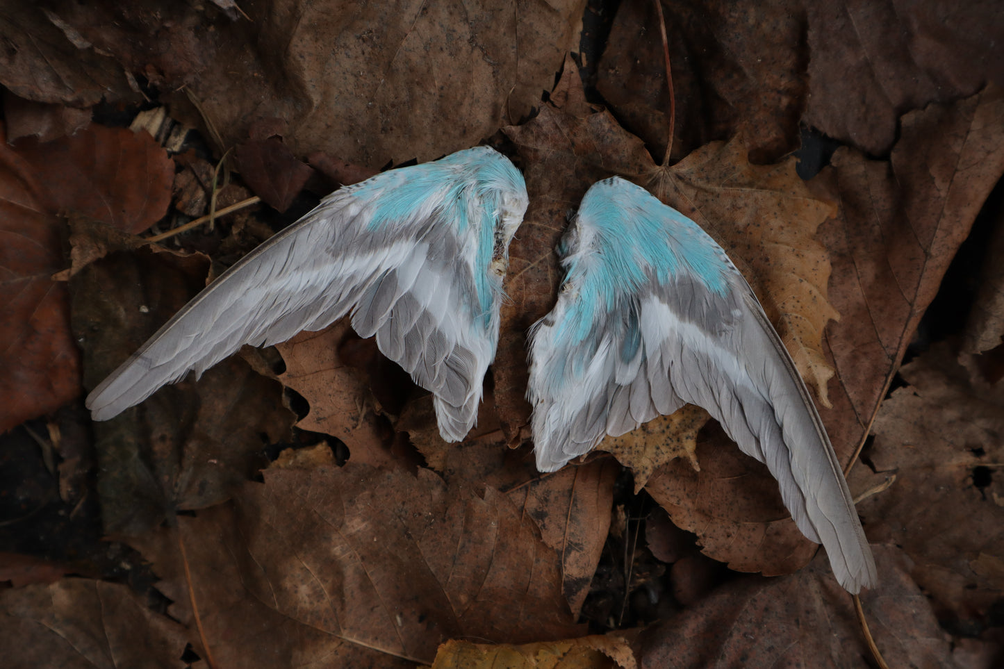 Dry Preserved Parakeet Wings