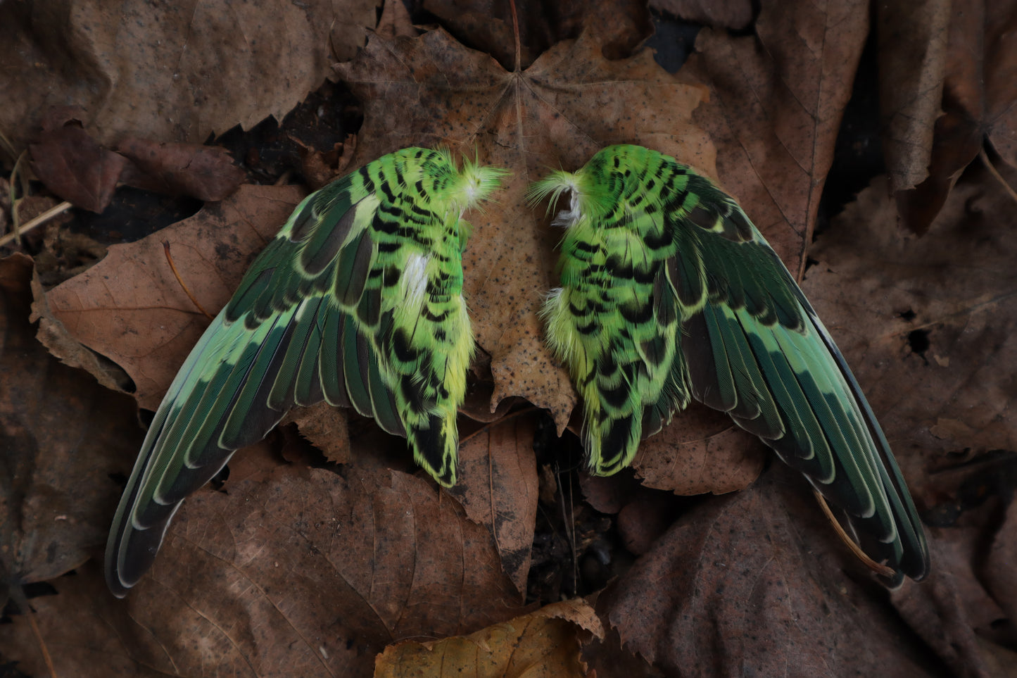 Dry Preserved Parakeet Wings