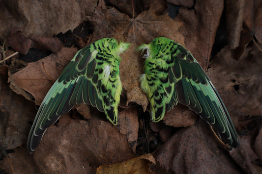 Dry Preserved Parakeet Wings