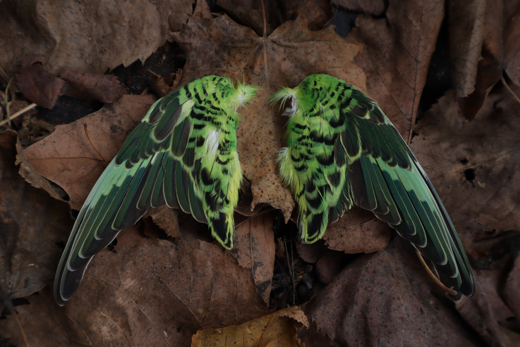 Dry Preserved Parakeet Wings