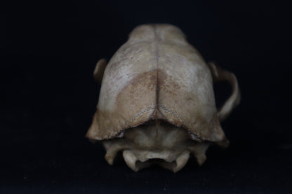Fyri Stained Raccoon Skull