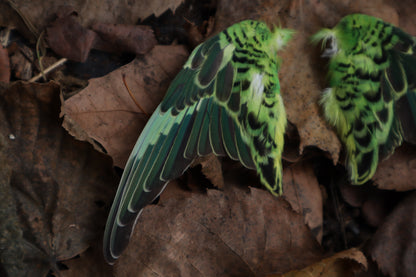 Dry Preserved Parakeet Wings