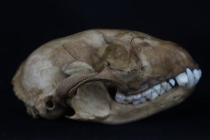 Fyri Stained Raccoon Skull