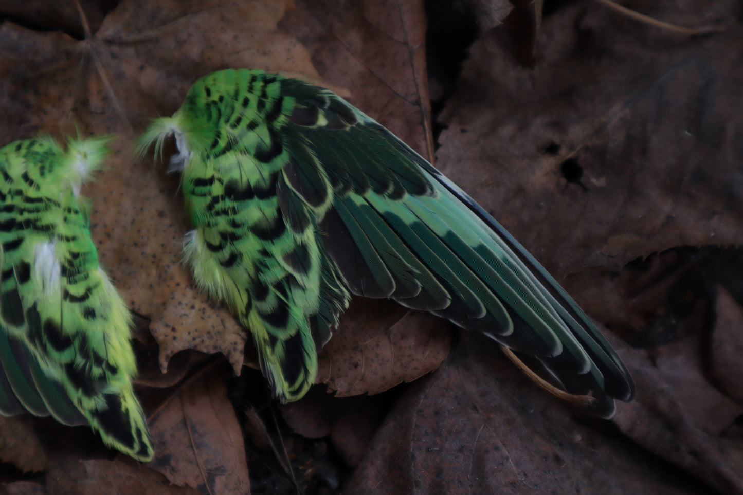 Dry Preserved Parakeet Wings