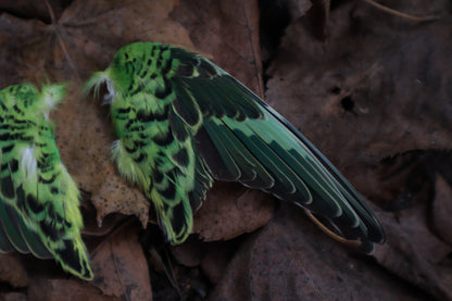 Dry Preserved Parakeet Wings