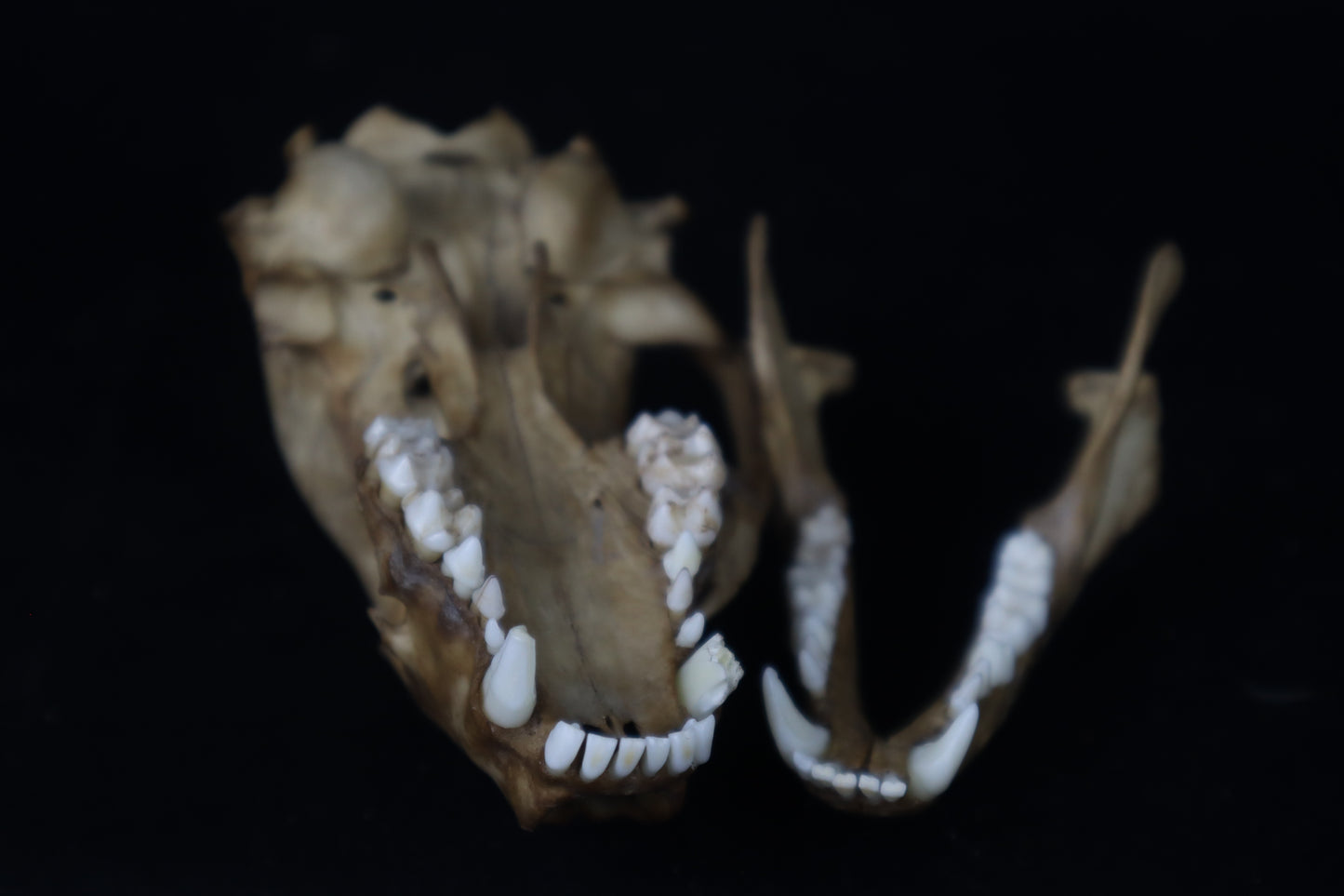 Fyri Stained Raccoon Skull