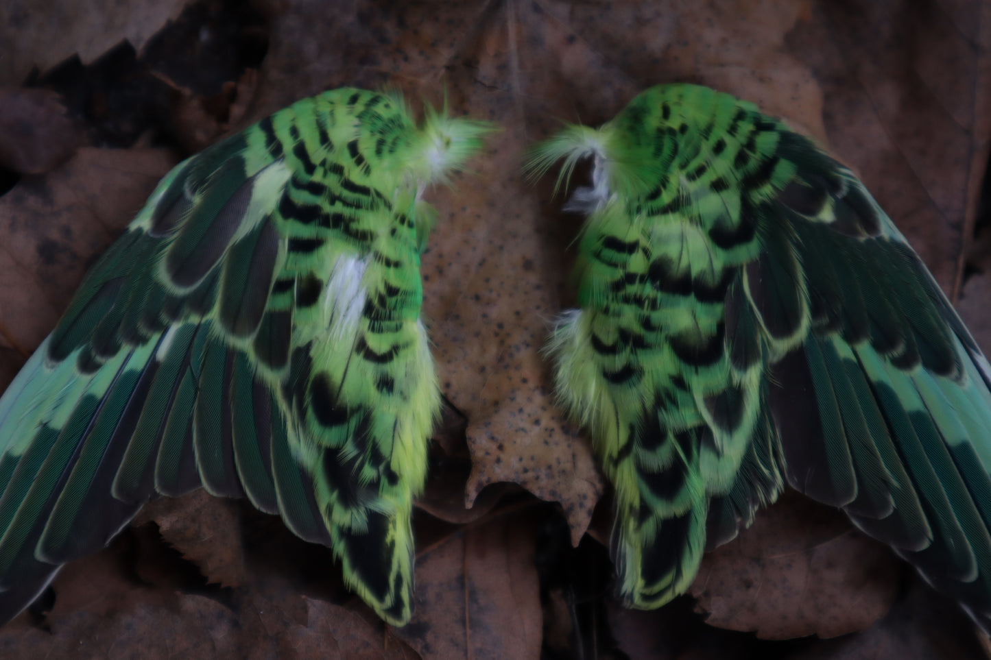 Dry Preserved Parakeet Wings