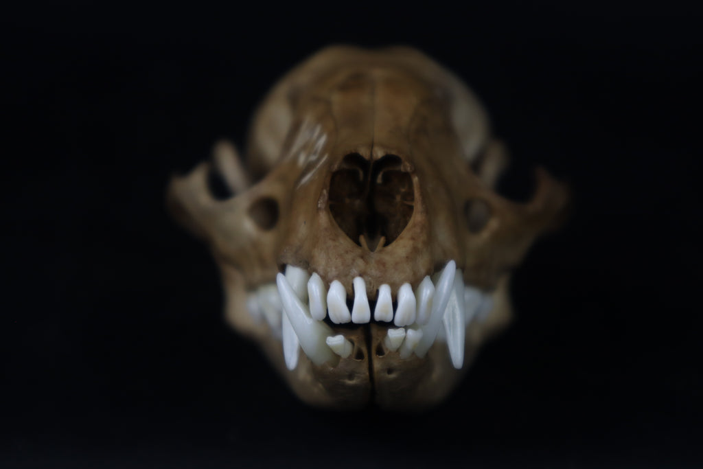 Fyri Stained Raccoon Skull