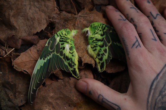 Dry Preserved Parakeet Wings