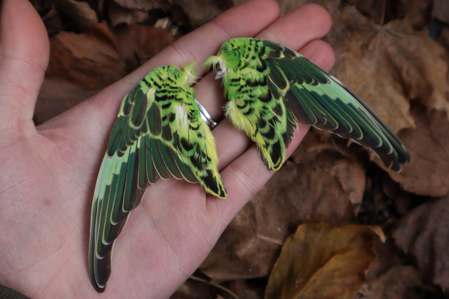 Dry Preserved Parakeet Wings