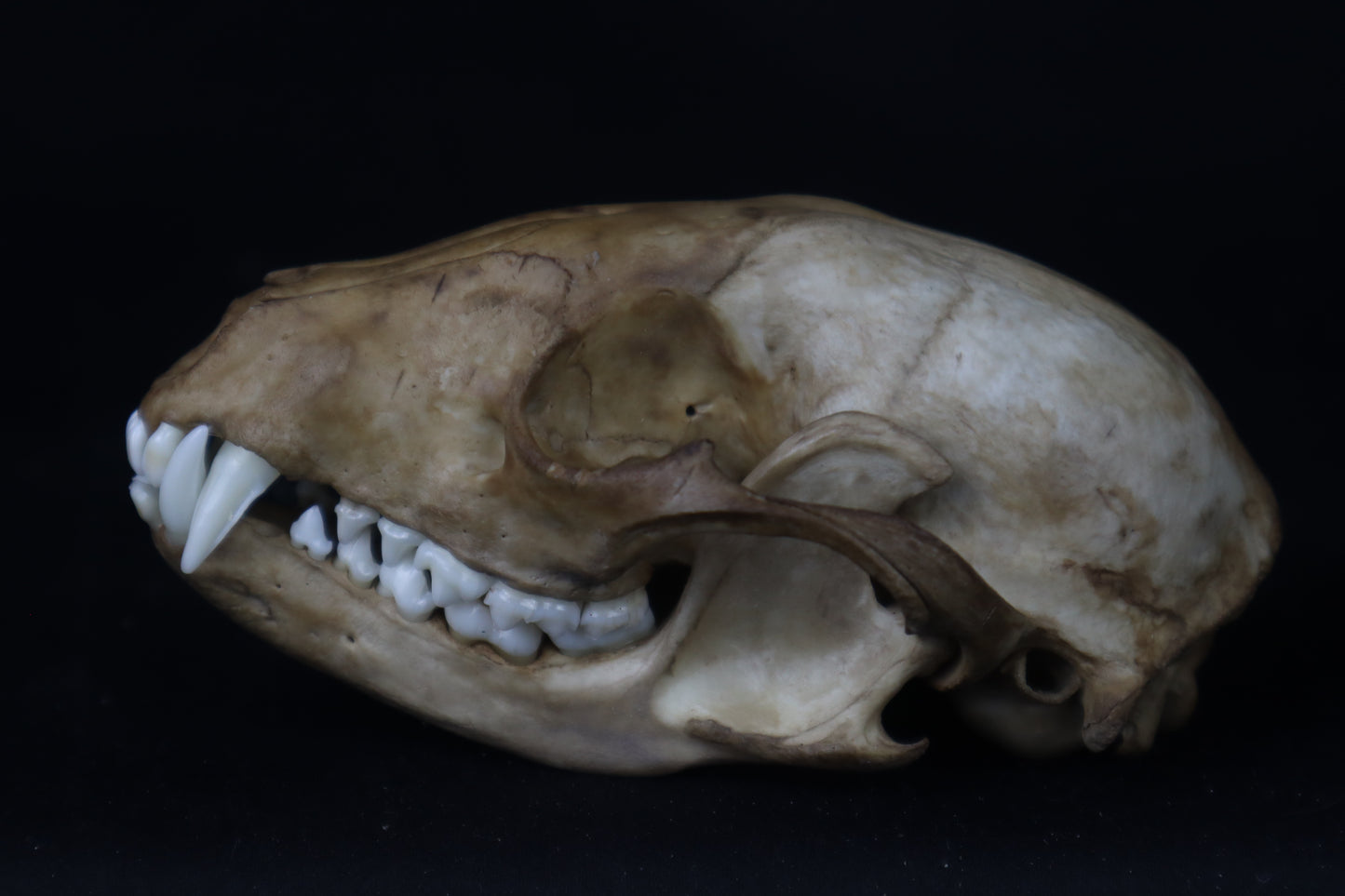 Fyri Stained Raccoon Skull