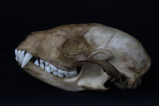 Fyri Stained Raccoon Skull