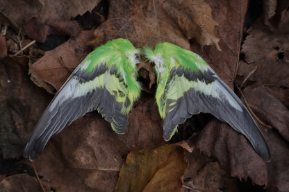 Dry Preserved Parakeet Wings