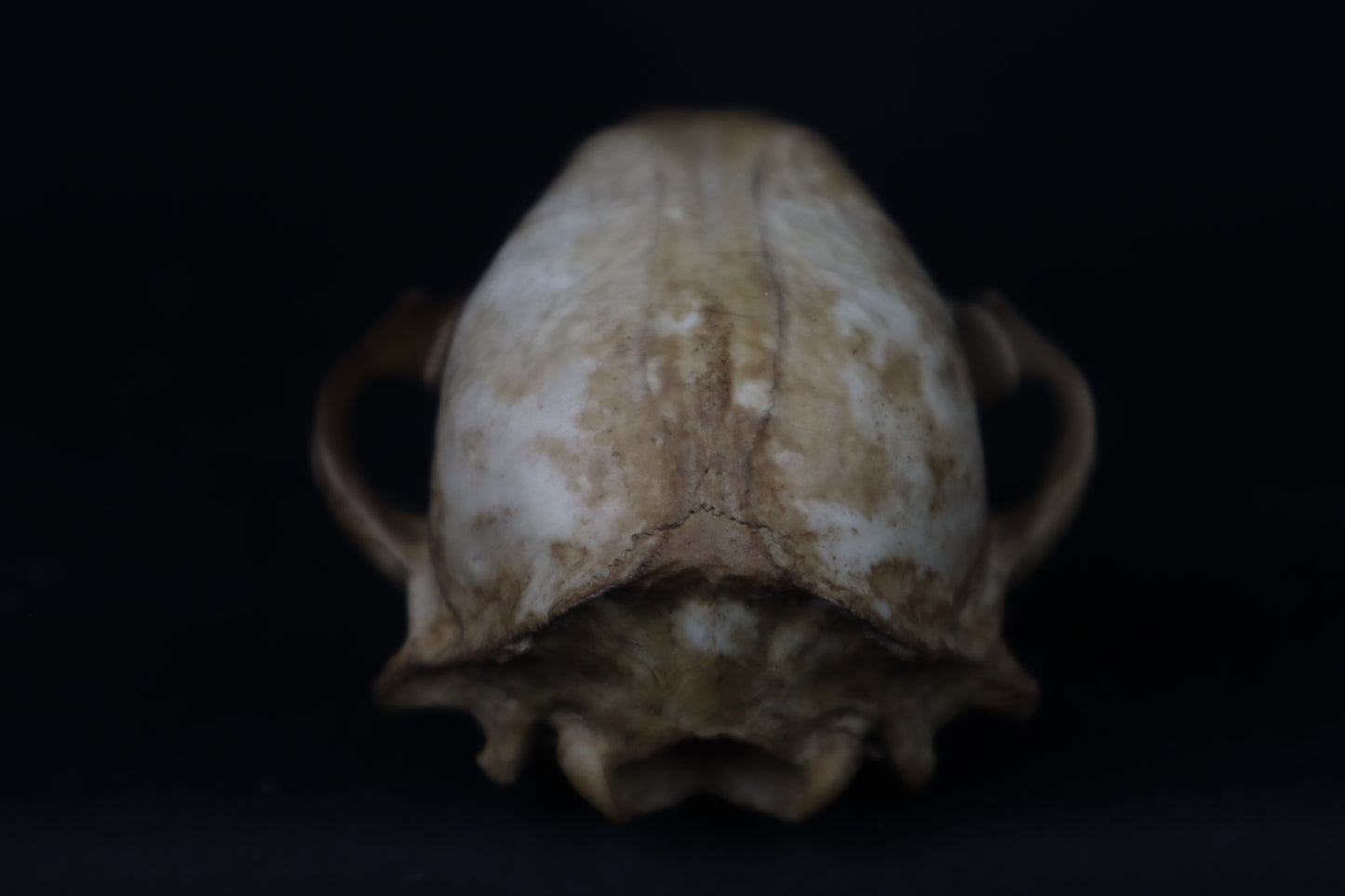 Fyri Stained Raccoon Skull